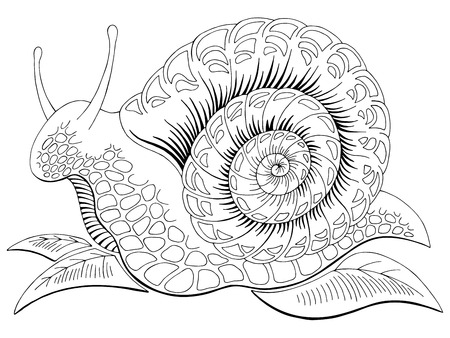 Snail doodle graphic black white isolated sketch illustration vectorのイラスト素材
