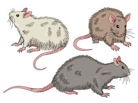 Rat set graphic color isolated sketch illustration vectorのイラスト素材