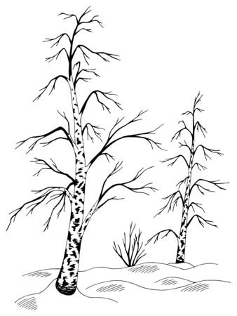 Birch tree grove winter graphic black white sketch landscape illustration vectorのイラスト素材