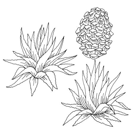 Cactus blue agave graphic black white isolated sketch set illustration vectorのイラスト素材