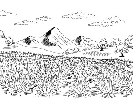 Agave field plantation graphic black white landscape sketch illustration vectorのイラスト素材
