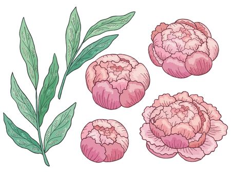 Peony flower graphic color isolated sketch set illustration vectorのイラスト素材