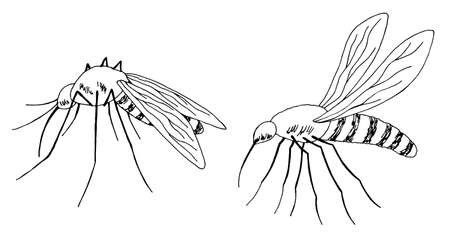 Mosquito set graphic black white isolated sketch illustration vectorのイラスト素材