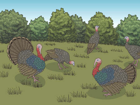 Turkey farm bird yard graphic color landscape sketch illustration vectorのイラスト素材