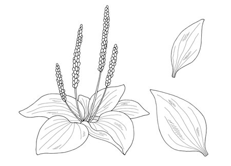 Plantain plant graphic black white isolated sketch illustration vectorのイラスト素材
