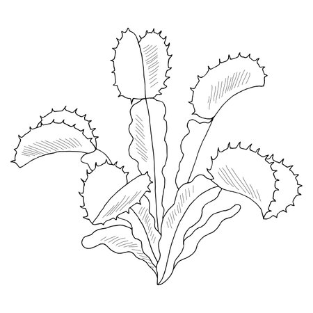 Venus flytrap plant graphic black white isolated sketch illustration vectorのイラスト素材