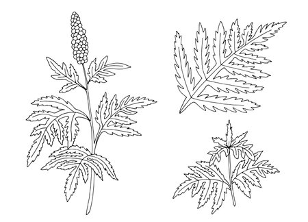 Ragweed plant graphic black white isolated sketch illustration vectorのイラスト素材