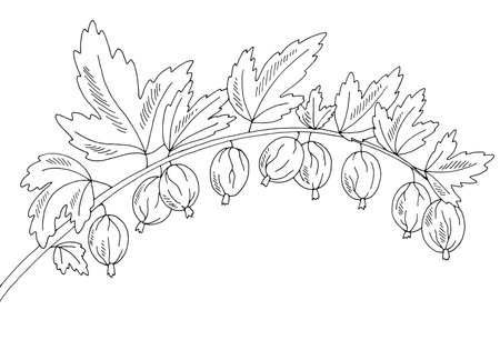 Gooseberry berry graphic branch black white isolated sketch illustration vectorのイラスト素材