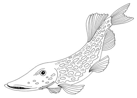 Pike fish graphic black white isolated illustration vectorのイラスト素材