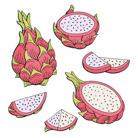 Pitaya dragon fruit graphic color isolated sketch illustration vectorのイラスト素材