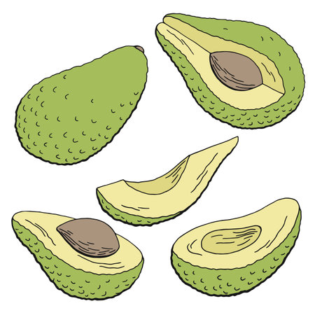 Avocado fruit graphic color isolated sketch illustration vectorのイラスト素材