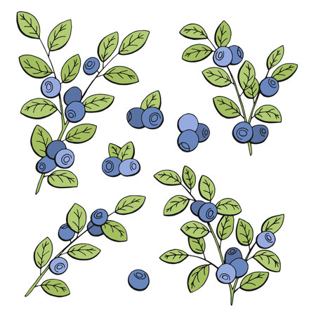 Blueberry graphic color isolated sketch illustration vectorのイラスト素材