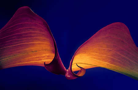 Calla Lily 0111  Two purple Calla Lilies on a deep blue background の写真素材