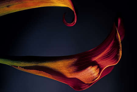 Calla Lilies 0114  Two purple Calla Lilies on a deep gray background の写真素材