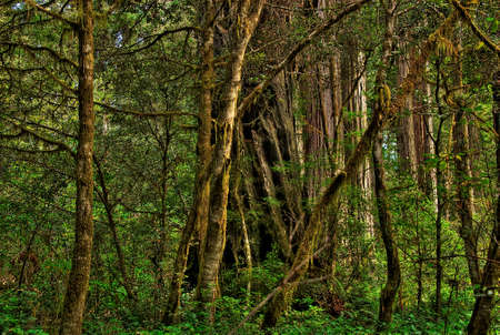 Trees and foliage in a dense forest 