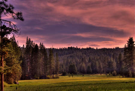 Forest Meadow 0349 - A meadow in a pine forest under a pink sunset の写真素材