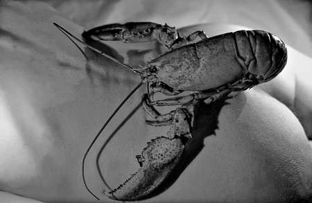 A lobster sits on a womans buttの写真素材