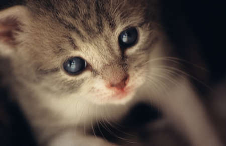 A baby gray and white kitten looks up with blue eyes.の写真素材