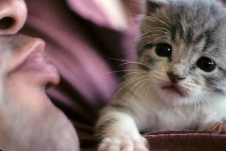 A man puckers up to kiss a kitten.の写真素材