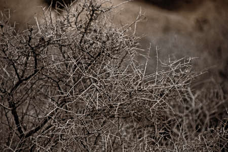 A leafless, twiggy shrub in the Mojave Desert.の写真素材