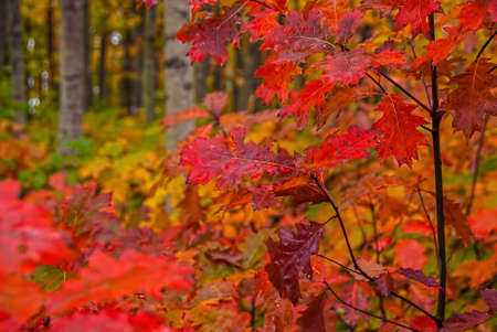 Fall foliage displays vivid colors in a forest in autumn.の写真素材