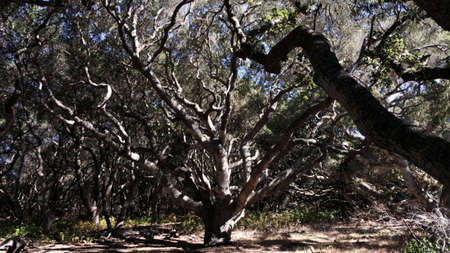 A strangely pretty old California oak tree.