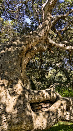 A big old gnarly oak tree rises tall.の写真素材