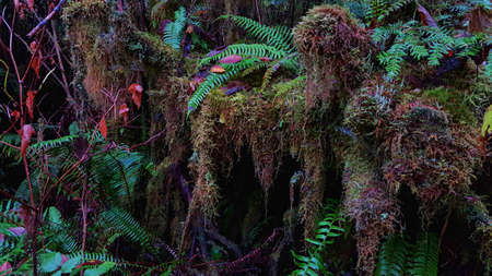 Moss covered forms in a rainforest,