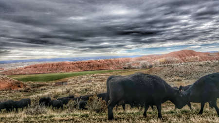 Storm clouds over black cows in the Wyoming countryside.の写真素材