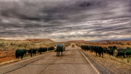 Storm clouds over black cows strolling down a Wyoming road.