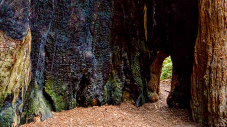 The inside of the hollow trunk of a giant redwood tree,の写真素材