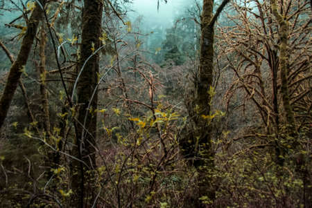 Misty Mossy Forestの写真素材