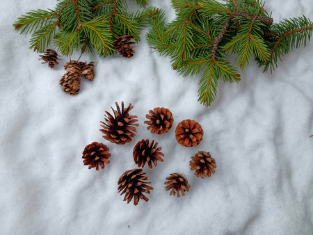Christmas background. Green spruce branches and cones, are located diagonally opposite each other