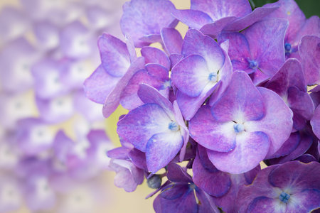 Blue hydrangea flowersの写真素材