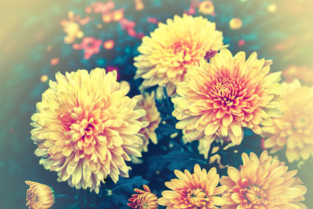 Colorful chrysanthemum flowers on a background of the autumn landscapeの写真素材