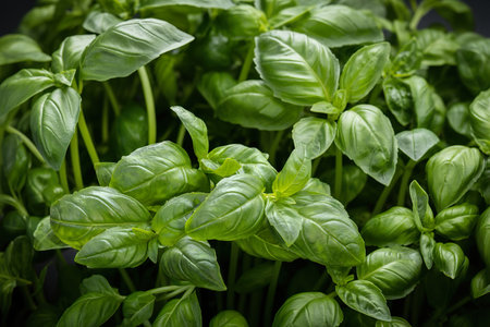 Green fresh Basil leaves on dark gray background with copy space