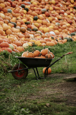 Freshly harvested pumpkins background