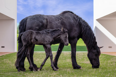 Black mare and foal in the pastureの写真素材