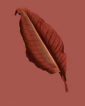 Canna - atro nicricans