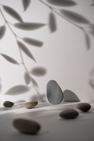 Shadow of leaves on a white wallの写真素材