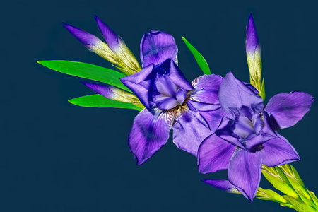 spring flowers iris isolated on black backgroundの写真素材