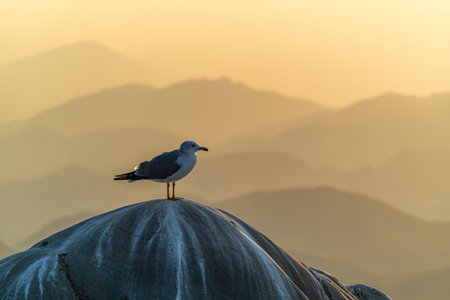 Yeongjongdo Island, Incheon, Korea, Seagull Scenery from Fairy Rock, a famous placeの写真素材