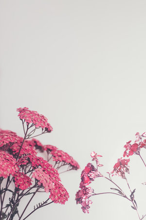 Pink yarrow flowers with copyspaceの写真素材