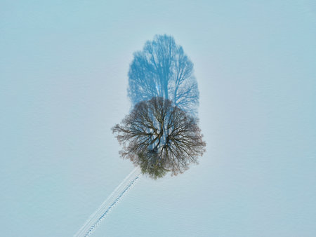 Aerial view of a tree on a snow-covered groundの写真素材