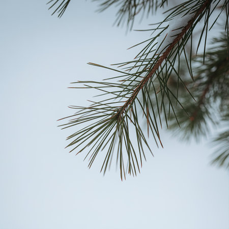 White snowy pine branch background