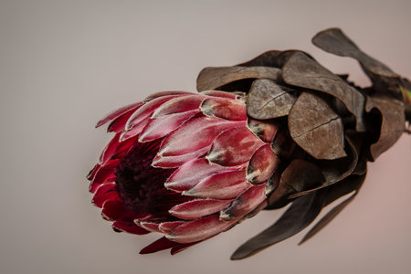 Blooming pink protea flowerの写真素材