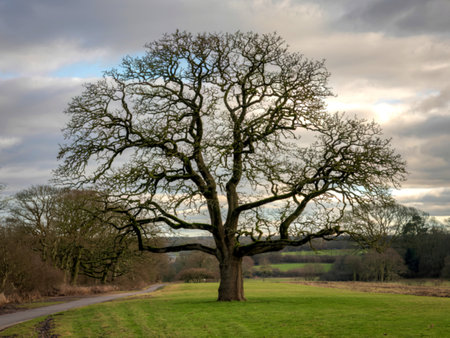 English oak tree on a sunny winter day in a park in North Yorkshire
