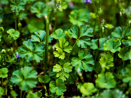Closeup of bright green leaves on a growing chervil plant