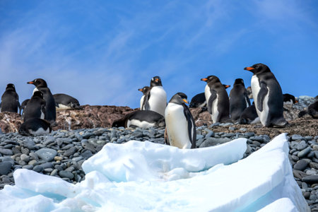 penguins resting on the stony coast of Antarcticaの写真素材