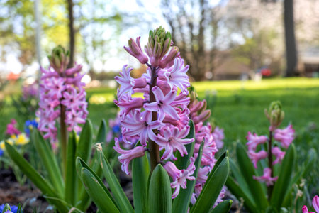 Close up view of Hyacinth plant in the gardenの写真素材